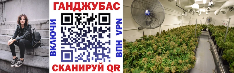 Каннабис план Цоци-Юрт